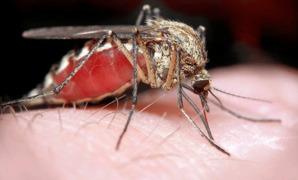 Le moustique, vecteur de parasites sous-cutanés humains